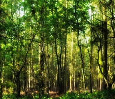 Tin Man Series | Kai Rho